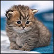 М@лышк@